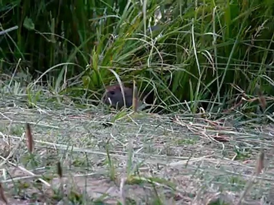 Petit rat