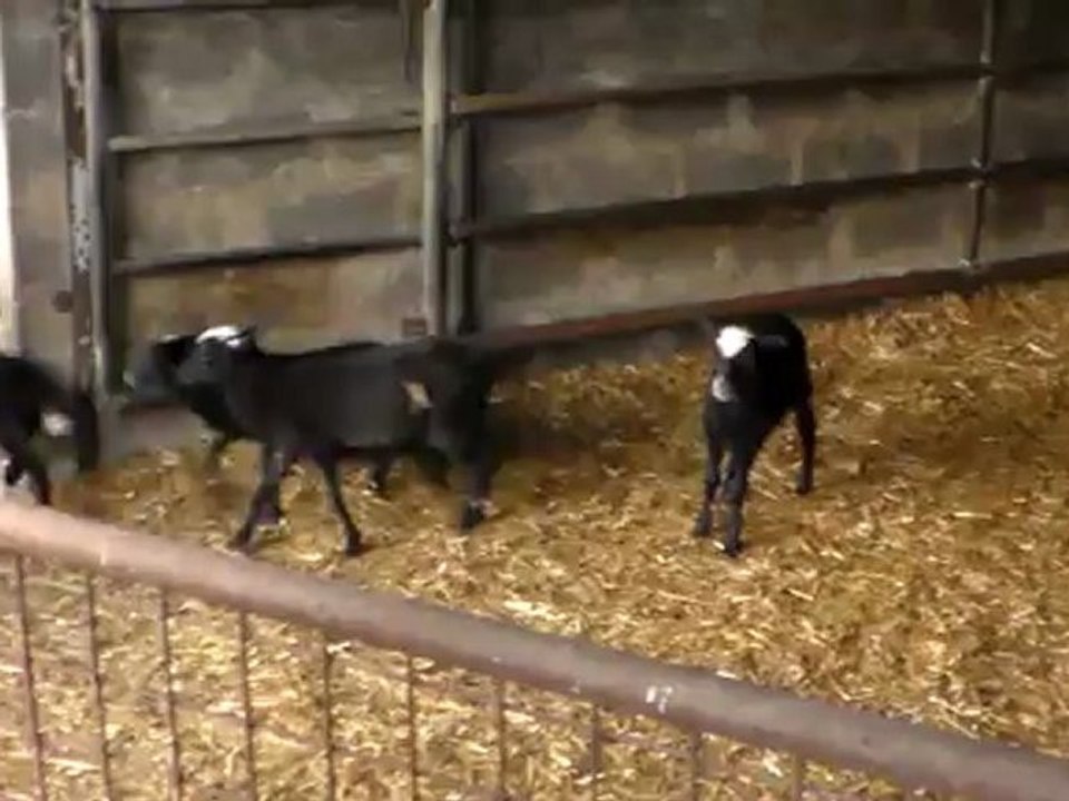 HAZER EMLAK TEL: 0546 851 6657 ANKARA SATILIK ROMANOV, ROMANOV KOYUN ANKARA, ROMANOV KUZU, ROMANOV KOÇ ANKARA SATILIK KOYUNLAR KURBANLIK HAYVANLAR