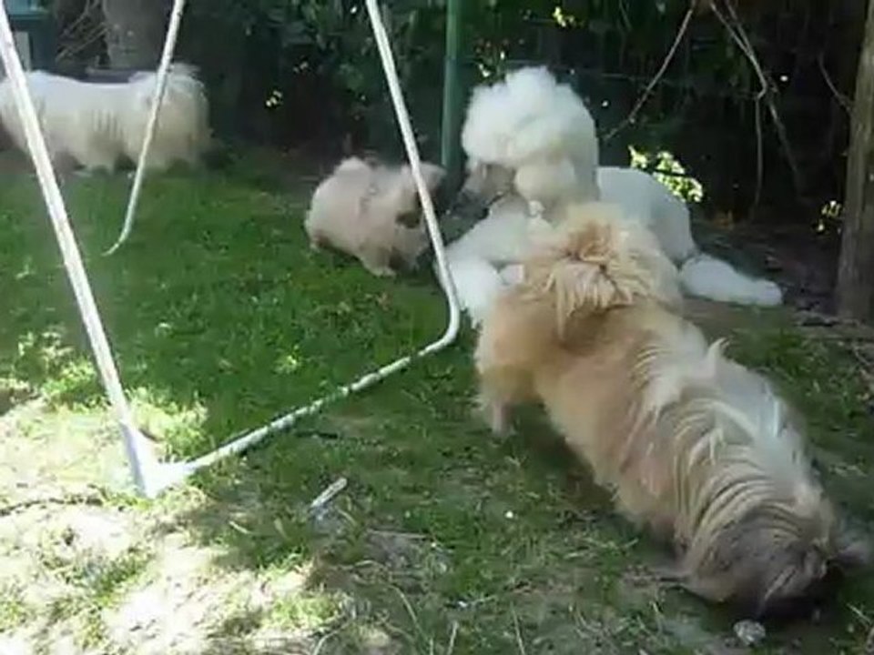 Hooper - 11 semaines