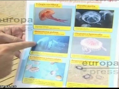 Alerta ante las picaduras de medusas este verano