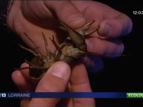 Biodiversité - la préservation des écrvisses à pattes blanches