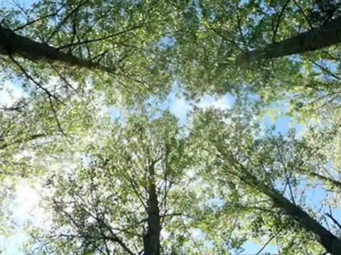 Agriculture et forêts : conférence Droits de propriété et environnement 2012 de l'ICREI