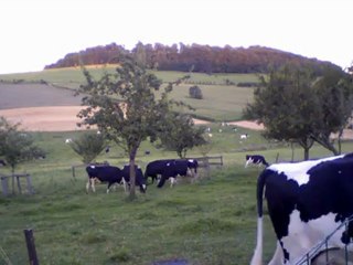 Timelapse pré des vaches