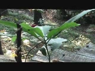 Des plantes qui jouent de la musique