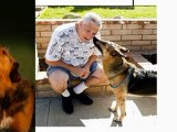 Como Entrenar A Un Perro Ansiedad Por Separación En Perros