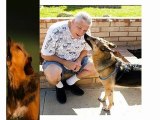 Como Adiestrar Perros Ansiedad Por Separación