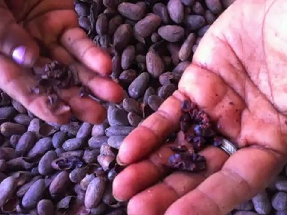 Chocolate Processing: Travel to Ecuador and Learn About Chocolate Processing