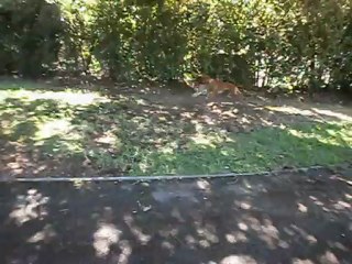 Redden et Gandja  et Cie 8-08-2012 n° 3