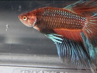 Show Betta, challenge international  manche 1:  Rungis 2012.