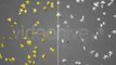 Gold and Silver Stars Falling Overlay Set - Loopable Background