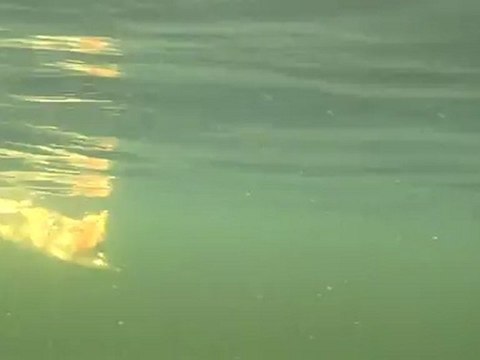 2 BROCHETS AU STREAMER ET AU MANIE EN IRLANDE