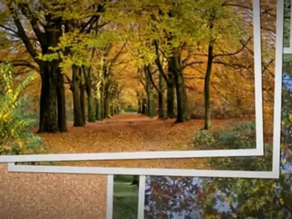 JJ's Professional Tree Service & Stump Removal (518) 495-4814