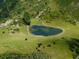 Les chevaux du soleil : Un troupeau de chevaux se détend dans l'étang d'estagnot - Couserans - Vallée de Bethmale