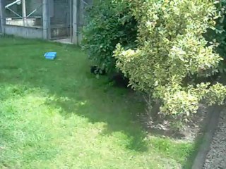 9 august 2012 (4 weeks old) : very first step outside