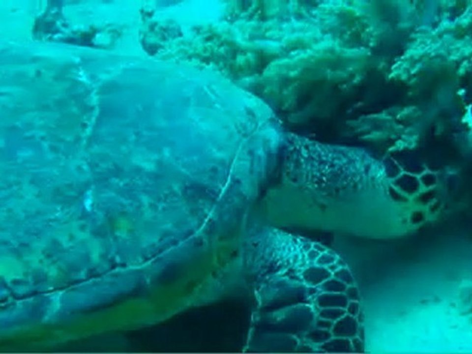 tortue