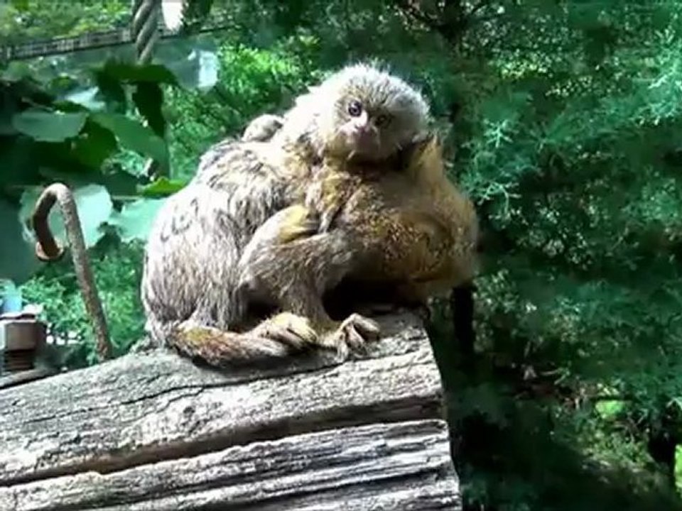 Ouistiti pygmée Beauval 2012 avi