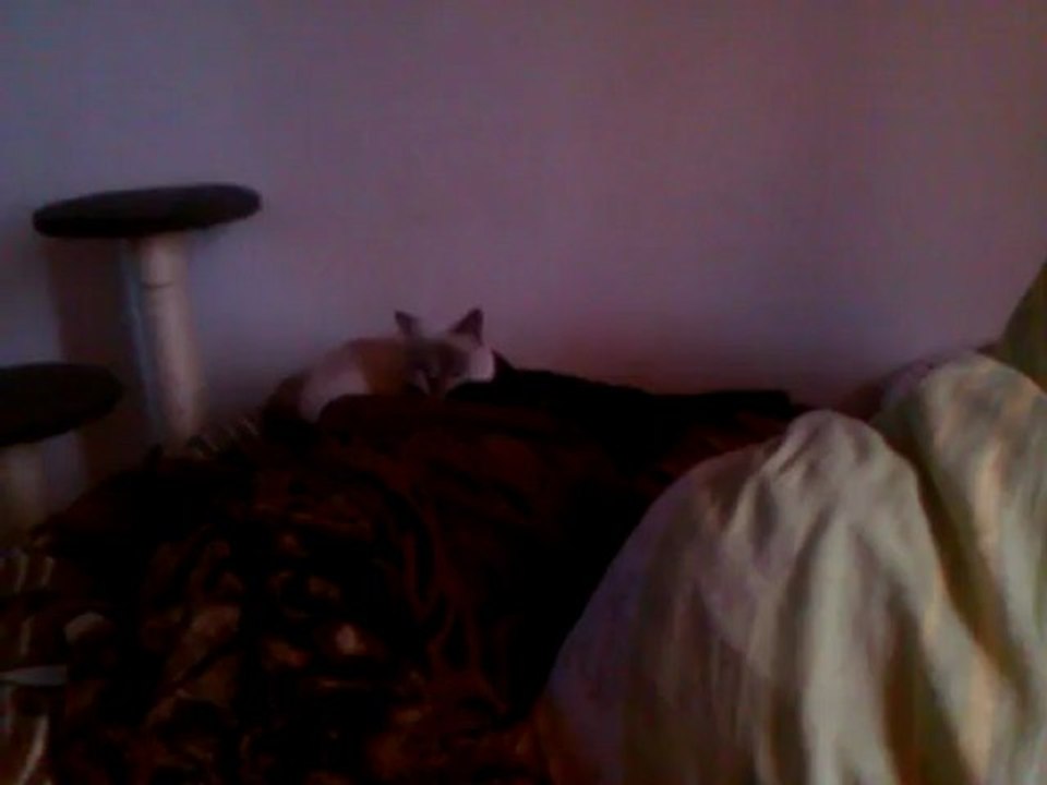 Athena & Ares cleaning each other