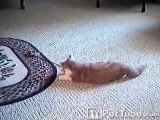 Rhythmic Gymnastics Cat