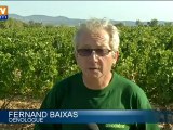 Les premières vendanges de France ont débuté