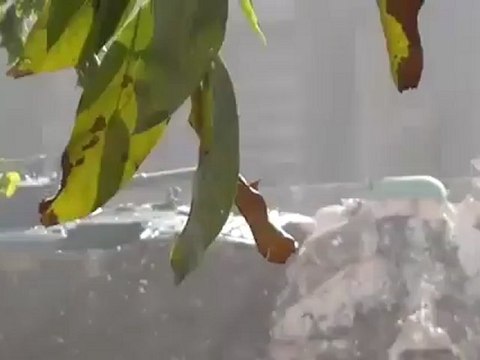 Syria فري برس ادلب جانب من معارك كتيبة فجر الاسلام في كفرنبل اشتباكات مع كتائب الاسد 9 8 2012