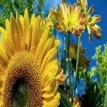 Günebakan Çiçeği - Ayla Izgi