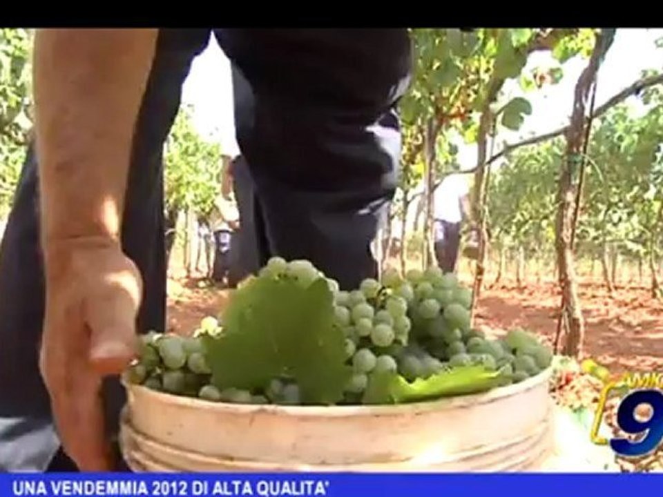 Una vendemmia 2012 di alta qualità