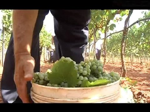 TG 09.08.12 Vendemmia 2012, in anticipo per il caldo torrido