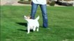 Just Jesse\'s Amazing Dog Tricks