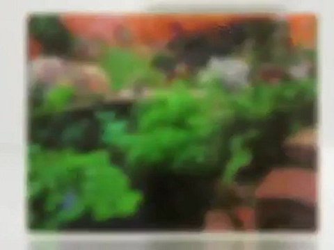 Cordiero Landscape & Irrigation - (508) 677-6947