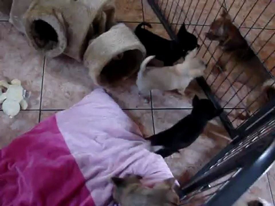 MOV07894les bb de Graciella