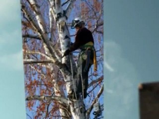 Salvadore Tree Service LLC - (518) 664-7921
