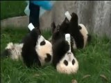 Des bébés pandas boivent au biberon