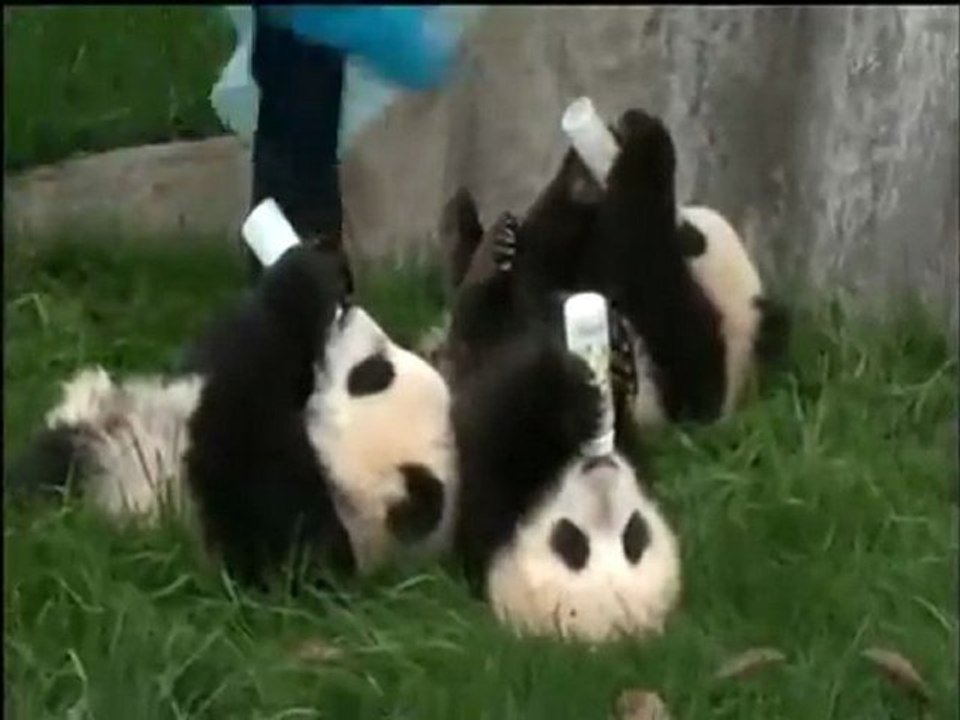 Des bébés pandas boivent au biberon