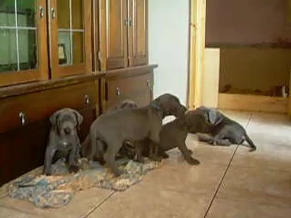 infinity et ses chiots .3