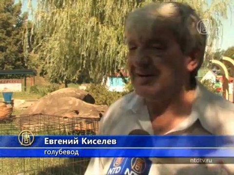 Диковинных голубей показали орловчанам