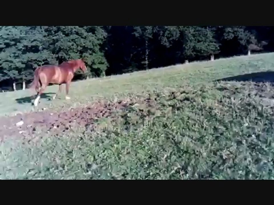 GALOP