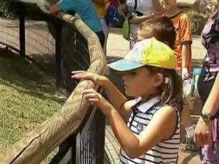 Душ, лёд, мороженое: животных спасают от жары