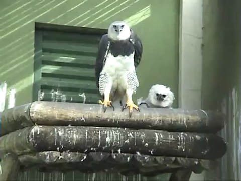 BIRDS OF PRAY,Harpy Eagle,Falcon,Hawk,Havik,by Harry Geurts-Europeancranefoundation C 2012.