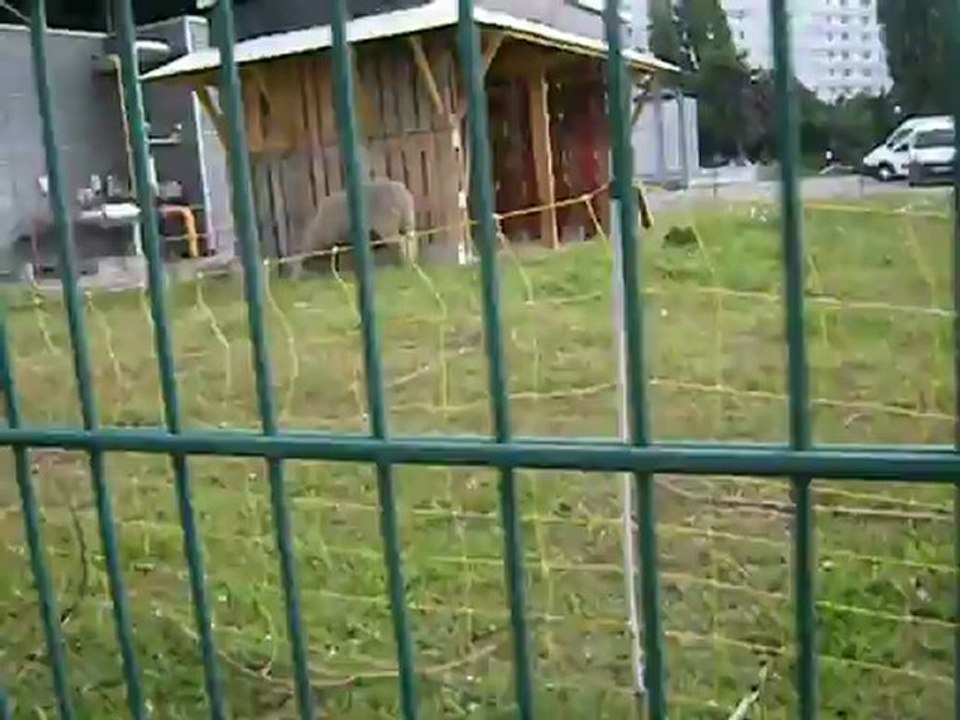 Moutons