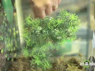 Caring For Pet Amphibians