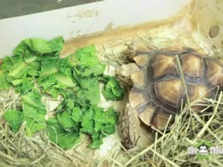 Caring For Pet Turtles