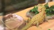 Caring For Pet Lizards