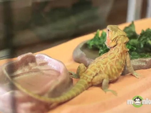 Caring For Pet Lizards