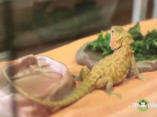 Caring For Pet Lizards