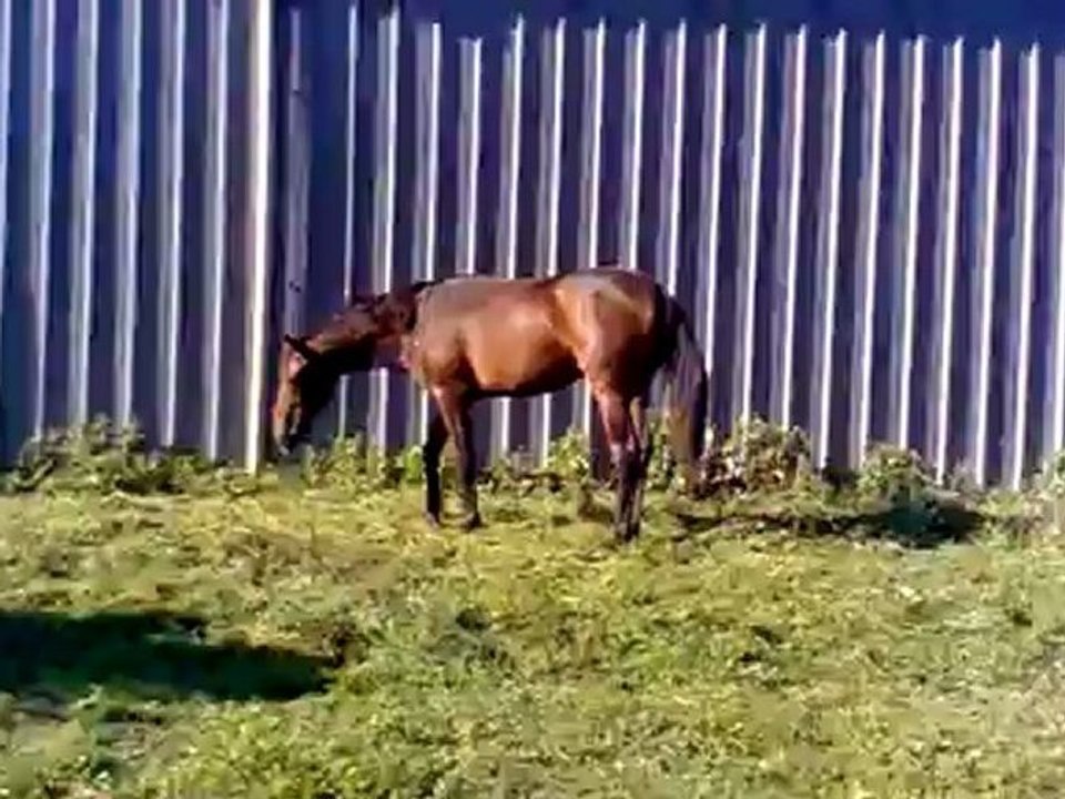 Bébou 16 mois... A regarder absolument.. ça bouge bien, et même un petit saut...