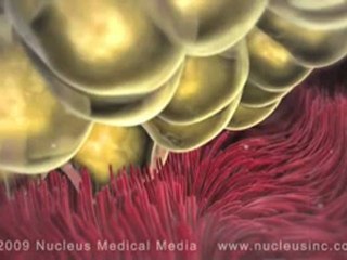 Ovulation  ( ΩΟΡΗΞΙΑ) animation