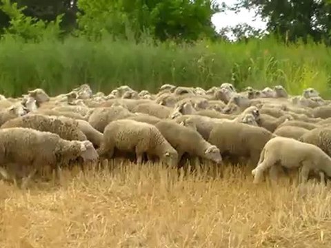 SATILIK MERİNOS, SATILIK MERİNOS HAZER EMLAK TEL: 0546 851 6657 SATILIK MERİNOS KUZU, SATILIK MERİNOS KOÇ, SATILIK MERİNOS FİYATLARI MERİNOS KUZUSU, KOYUNU, KOÇLAR