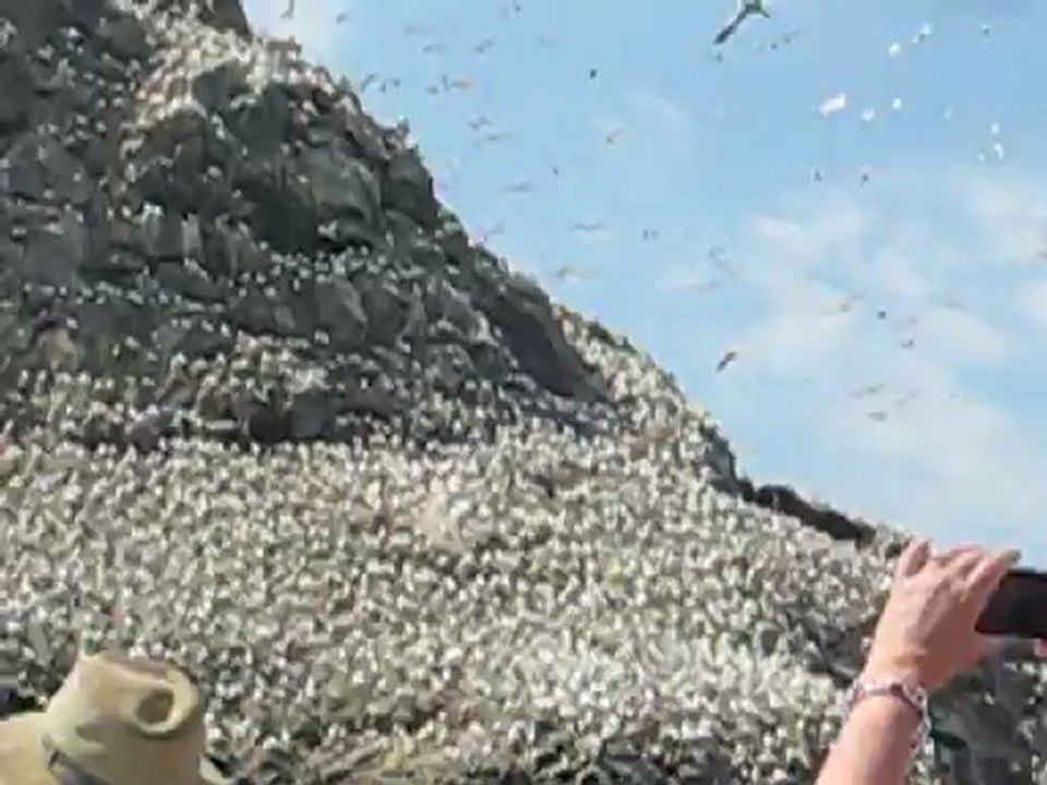 Colonie de Fous de Bassan - Ile du Rozic - Perros-Guirec