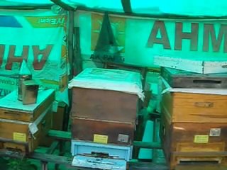 muğla arısı ve bal sağımı.!!!