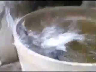 Un chat fou qui essaye de monter un mur…